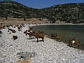 Animali-Grecia_Animali