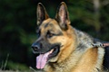 Animali-holz-2