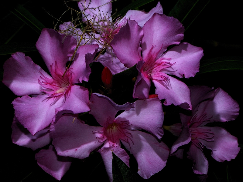 Natura-5.JPG