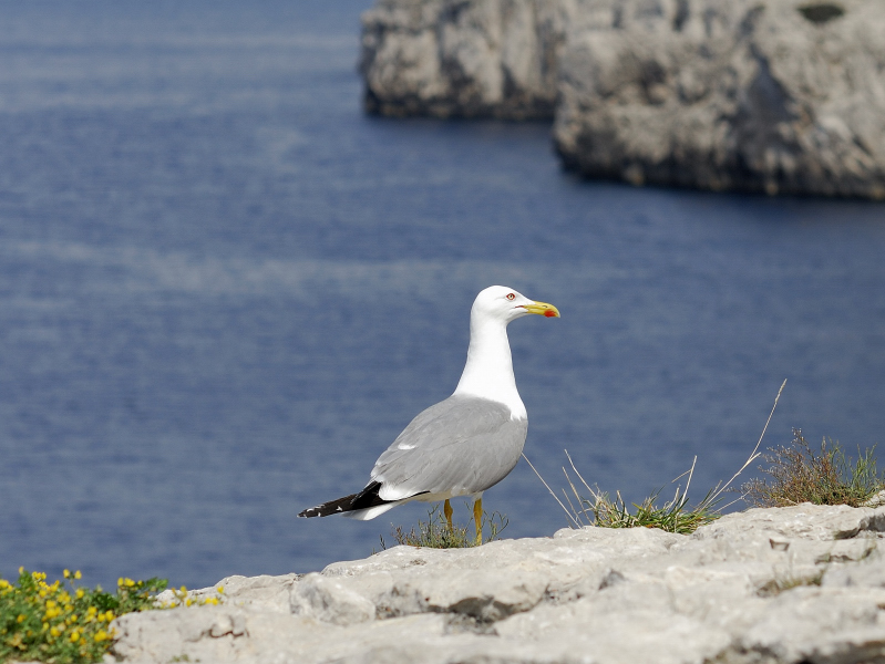 Capri-2.jpg