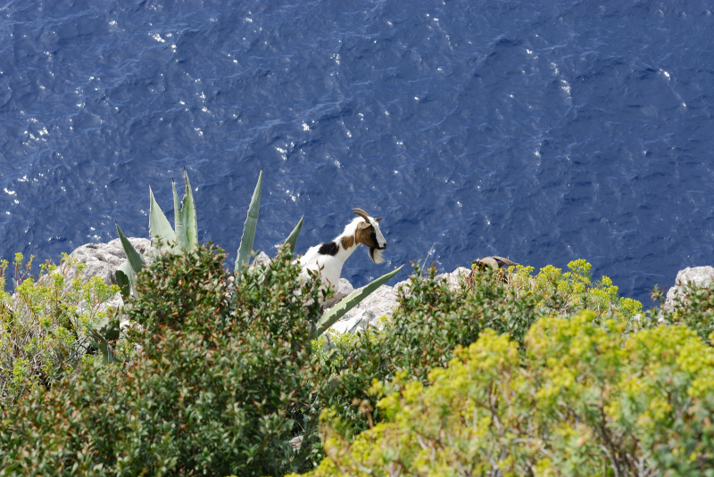 Capri-7.jpg