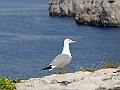 Capri-6