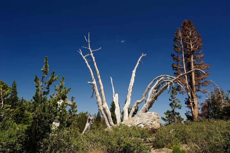 Yosemite-Viaggi-14.JPG
