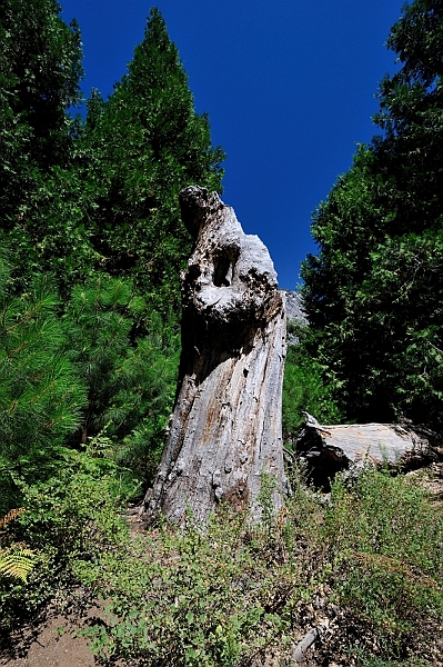 Yosemite-Viaggi-9.JPG