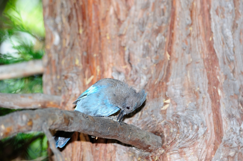 Yosemite-Viaggi_Animali-1.JPG
