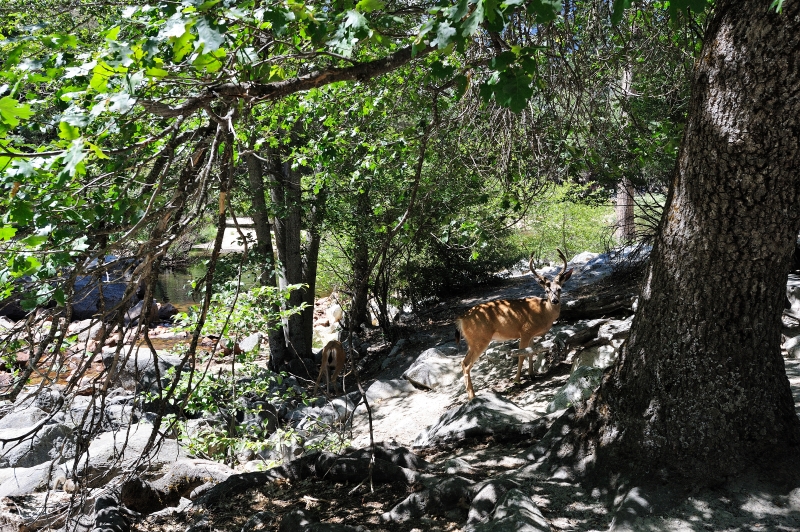 Yosemite-Viaggi_Animali-4.JPG