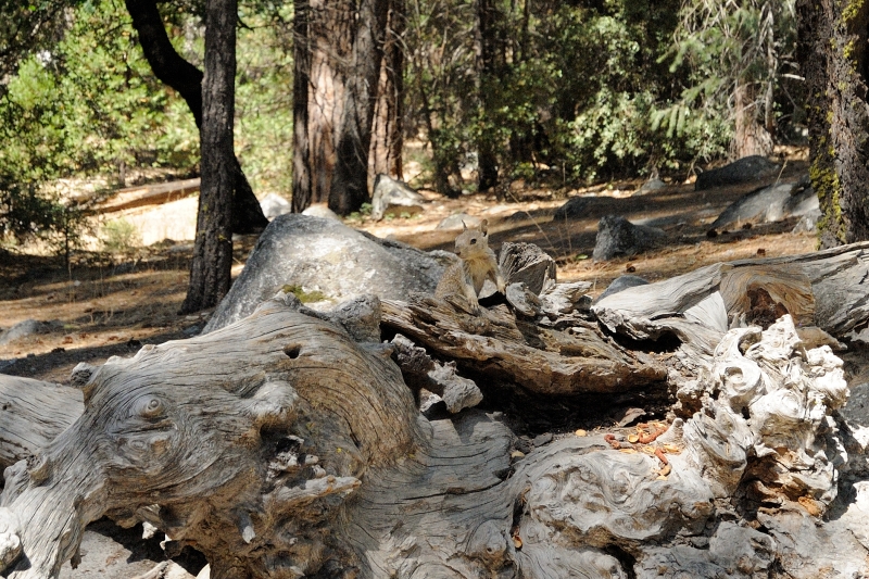 Yosemite-Viaggi_Animali-7.JPG