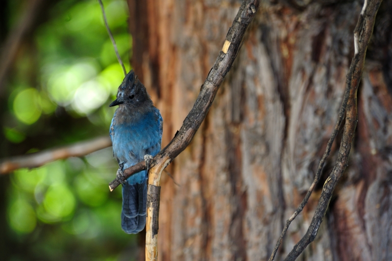 Yosemite-Viaggi_Animali-9.JPG