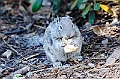 Yosemite-Viaggi_Animali-1