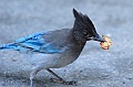 Yosemite-Viaggi_Animali-2