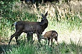 Yosemite-Viaggi_Animali-3