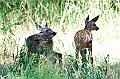 Yosemite-Viaggi_Animali-4