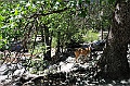Yosemite-Viaggi_Animali-5