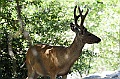 Yosemite-Viaggi_Animali-6