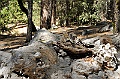 Yosemite-Viaggi_Animali-7