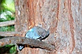 Yosemite-Viaggi_Animali-8