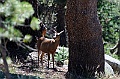 Yosemite-Viaggi_Animali